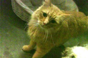 爱游戏娱乐-克罗地亚手球队在巴黎奥运会上表现出色，晋级四强，克罗地亚奥运落选赛