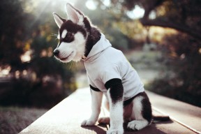 爱游戏app下载-德甲战术创新分析，数据表现揭示球队战术体系的升级路径，德甲打法特点